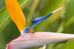 Botanic Prints: Picture No. 11808319