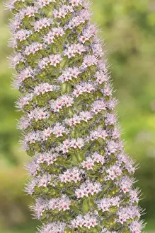 Bugloss Prints: Picture No. 11808320