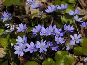 Anemone Prints: Picture No. 11808512