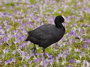 Coots Prints: Picture No. 11808513