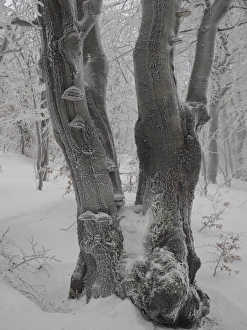 Beech Collection: Picture No. 11808515