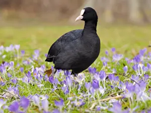 Coots Prints: Picture No. 11808518