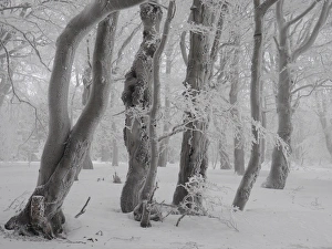Beech Collection: Picture No. 11808521