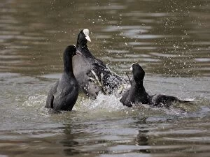 Coot Collection: Picture No. 11808543