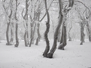 Beech Collection: Picture No. 11808545