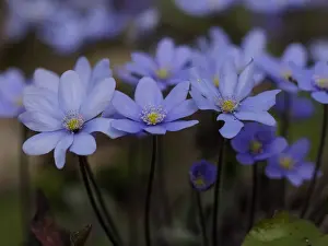 Anemone Prints: Picture No. 11808549