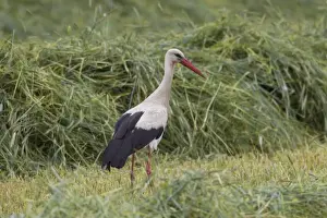 Storks Prints: Picture No. 11808613