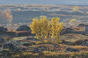 Oppland Prints: Picture No. 11808622