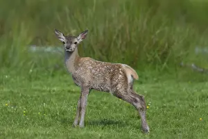 Fawns Prints: Picture No. 11808650