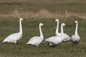 Swans Prints: Picture No. 11808673
