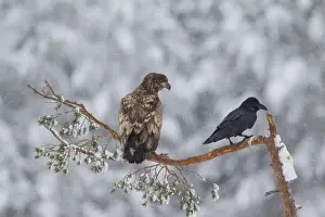 Raven Prints: Picture No. 11808678