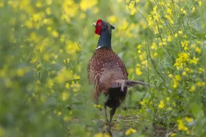 Pheasants Prints: Picture No. 11808701