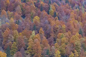 Bavaria Prints: Picture No. 11808706