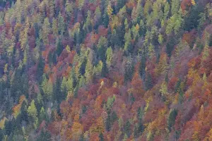 Bavaria Prints: Picture No. 11808707