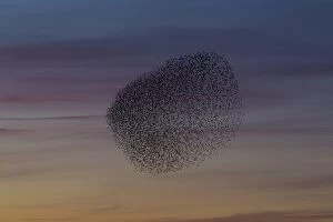 Starlings Collection: Picture No. 11808754