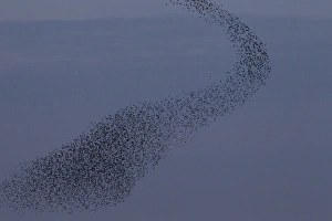 Starlings Collection: Picture No. 11808756
