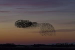 Starlings Collection: Picture No. 11808758