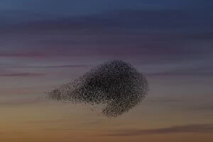 Starlings Collection: Picture No. 11808759