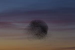 Starlings Collection: Picture No. 11808760