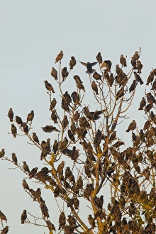 Starlings Collection: Picture No. 11808762