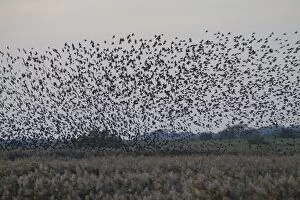Starlings Collection: Picture No. 11808763