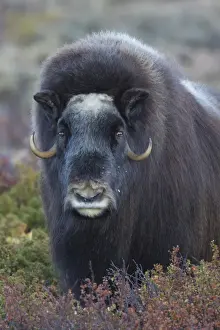 Bovid Prints: Picture No. 11808786