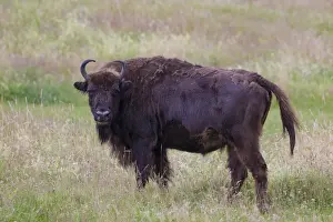 Bovidae Prints: Picture No. 11808796