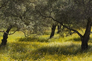 Images Dated 2015 May: 11 May 2015 Collection