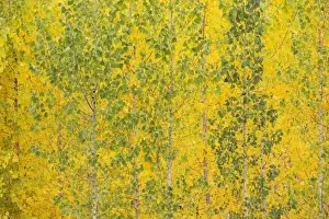 New Images September Prints: Picture No. 11808866