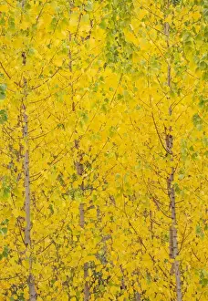 New Images September Prints: Picture No. 11808868