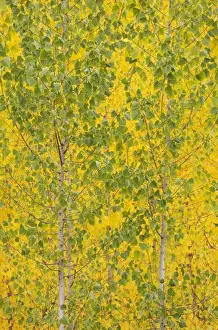 New Images September Prints: Picture No. 11808870