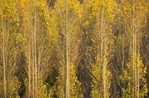 Images Dated 19th November 2012: Picture No. 11808872