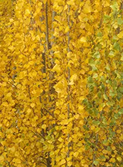 New Images September Prints: Picture No. 11808876