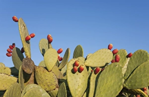 Images Dated 24th January 2012: Picture No. 11808880