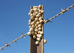 Gastropods Collection: Picture No. 11808896