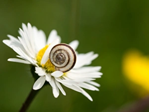 Gastropods Collection: Picture No. 11980496