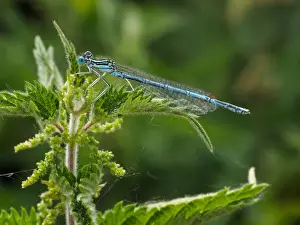 Damselflies Prints: Picture No. 11980505