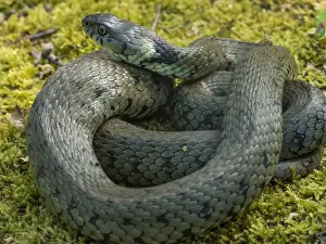 Coiled Prints: Picture No. 11980506