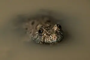 Toads Prints: Picture No. 11980534
