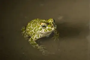 Toads Prints: Picture No. 11980537