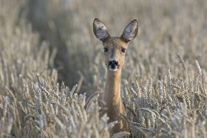 Capreolus Collection: Picture No. 11980599