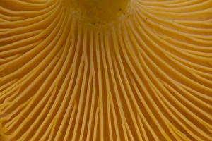 Line Collection: Picture No. 11980604