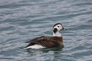 Vertebrata Collection: Picture No. 11980622