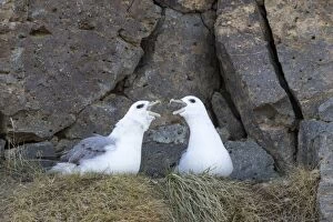 Fulmar Collection: Picture No. 11980630