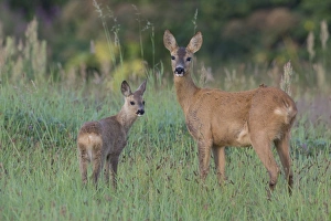 Capreolus Collection: Picture No. 11980651