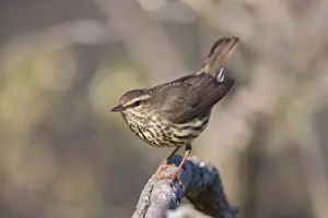Thrush Prints: Picture No. 11980663