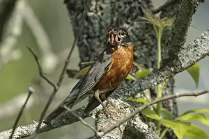 Turdus Prints: Picture No. 11980667