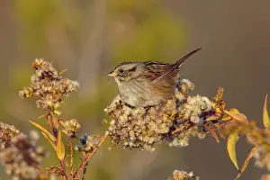 Sparrow Prints: Picture No. 11980668