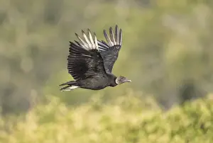 Vultures Prints: Picture No. 11980670