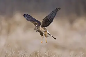 Harrier Prints: Picture No. 11980675